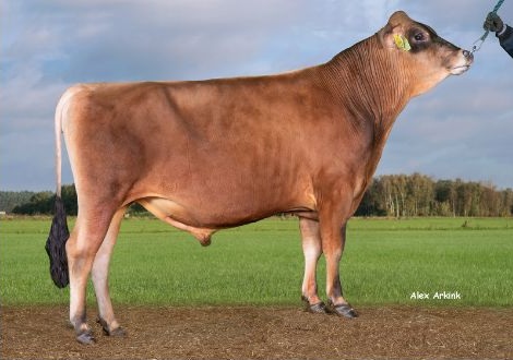 A bull standing in a field.
